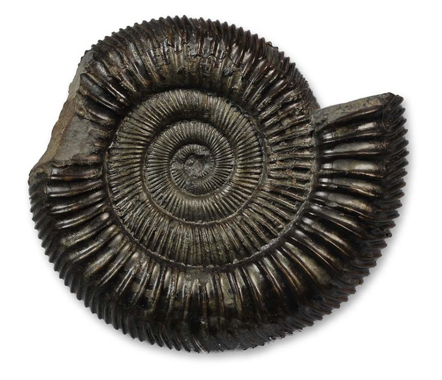 Dactylioceras cf. athleticum - 8 cm - very fine ribbing in inner whorls, outer whorls thicker, but still oval whorl section, ribs very angled on venter