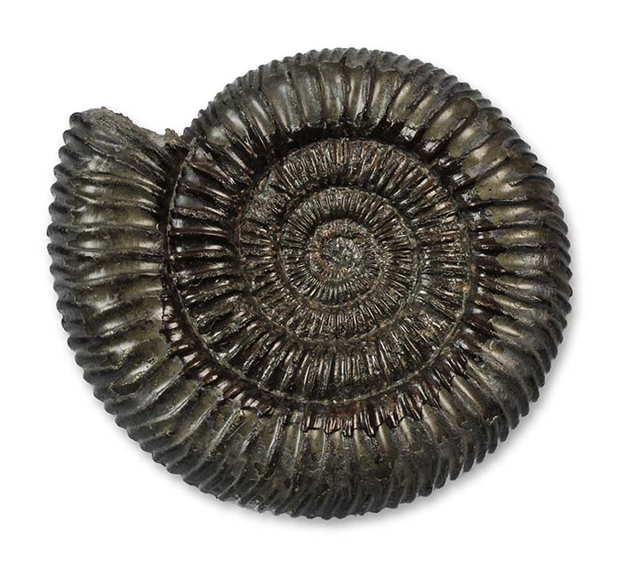 Dactylioceras cf. commune - 8 cm - a bit of a mix between D. commune with coarser ribbing and D. athleticum with ribs going angled over the venter