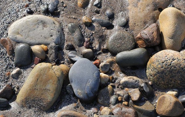 A very worn pebble with a Dactylioceras sp. on Robin Hoods Bay beach
