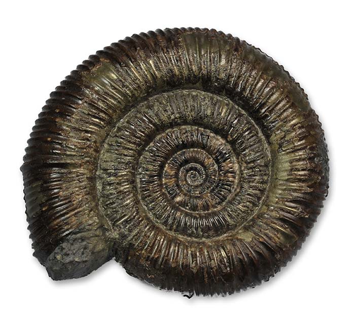 Dactylioceras commune - 8.5 cm - slightly finer ribbing, but very round whorl section