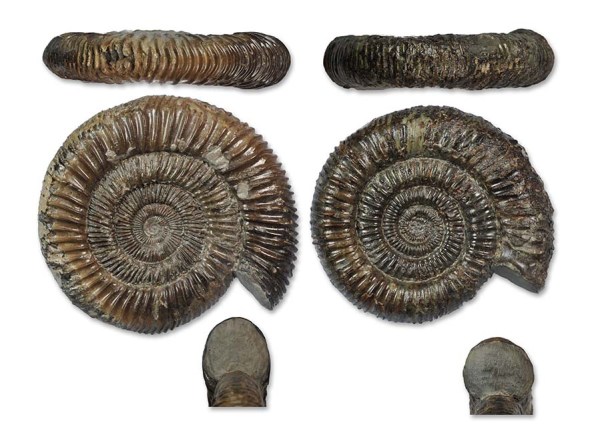 Direct comparison between D. athleticum (left) and D. commune (right), both about 7 cm.