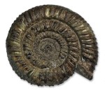 Dactylioceras sp. - 9.5 cm - Very coarse ribbing, very solid thick whorls, rapid whorl growth - but not sure which bed this came from...