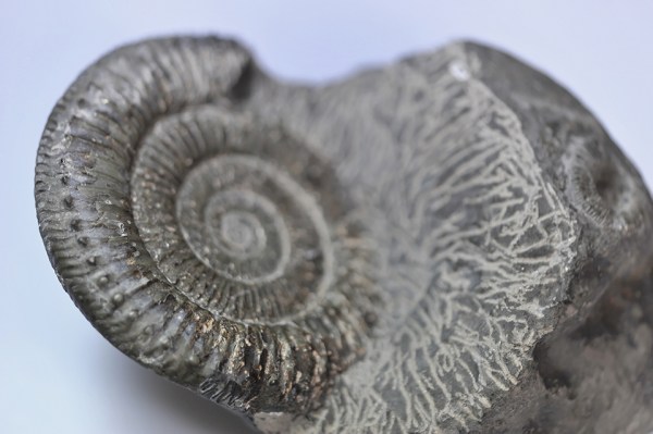 Unsharp picture (just teasing !) of a 9 cm Peronoceras, half prepped (I just could not wait...)