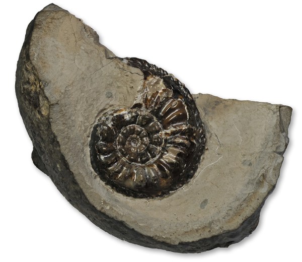 Amaltheus gloriosus HYATT, 38 mm diameter