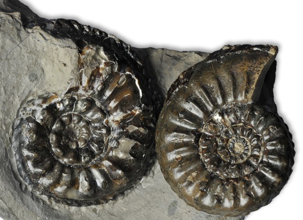 Direct comparison between Amaltheus gloriosus (left) and similarliy sized Amaltheus subnodosus (right)