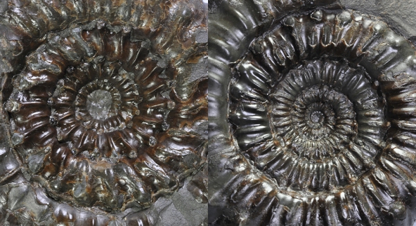 Comparison of the inner whorls between Peronoceras perarmatum (left) and Peronoceras subarmatum (right), width of view both about 5 cm.