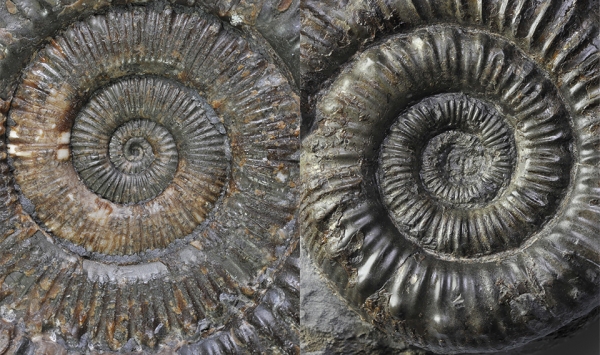 Comparison of the inner whorls between Peronoceras turriculatum (left) and Peronoceras fibulatum (right), width of view both about 5 cm.
