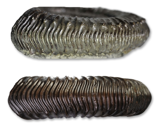 Comparison of the venter of Peronoceras turriculatum (top) and Dactylioceras cf. praepositum (bottom)