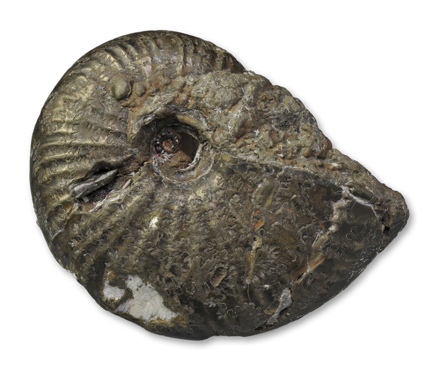 Gleviceras sp, 7 cm, Charmouth / Dorset