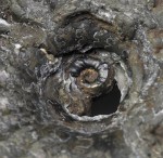 Inside the umbilicus the "Riaprioceras" state shows itself (width of view = 1.5 cm)