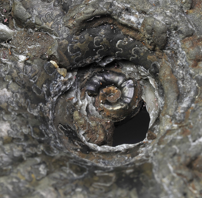 Inside the umbilicus the "Riaprioceras" state shows itself (width of view = 1.5 cm)