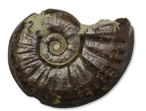 A 3.5 cm Gleviceras sp. from Gloucestershire shows where the journey is going...