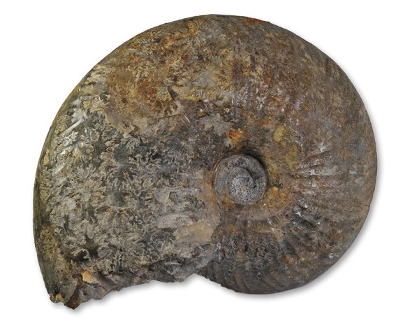 Gleviceras sp. from Radstock / Somerset, 17 cm, inner whorl not preserved