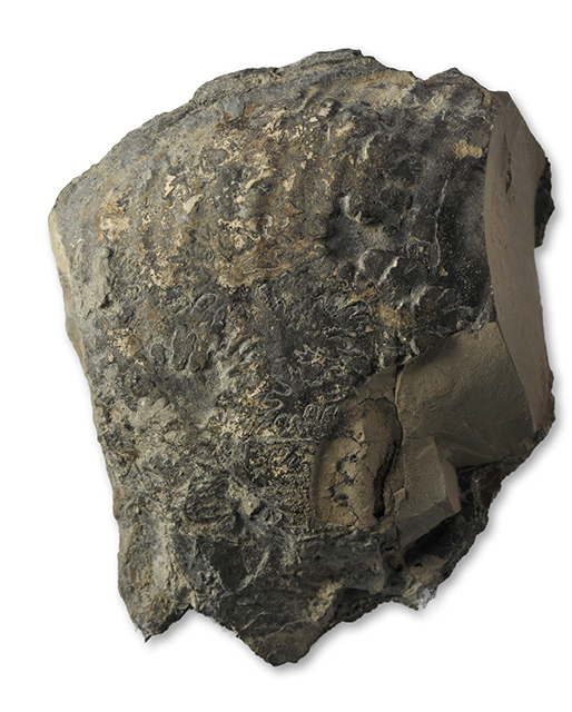 Fragment of Gleviceras subguibalianum, 6 cm wide , aplanatum subzone, Robin Hoods Bay