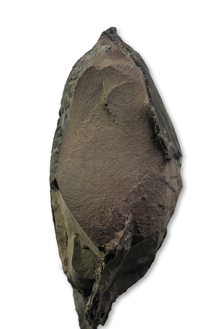 Whorl section of Gleviceras guibalianum , aplanatum subzone, Robin Hoods Bay