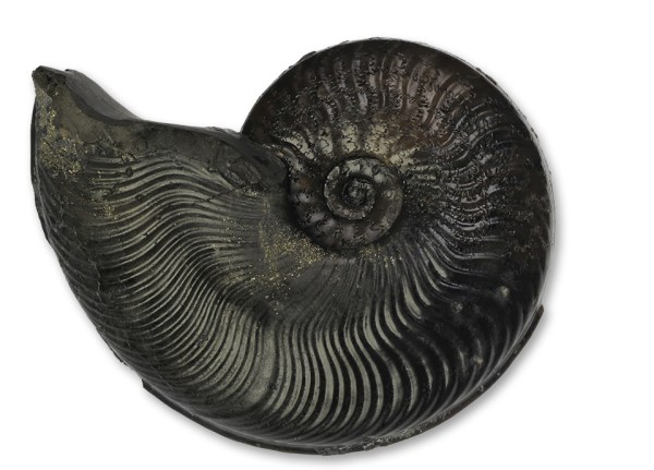 Cleviceras exaratum, 6 cm