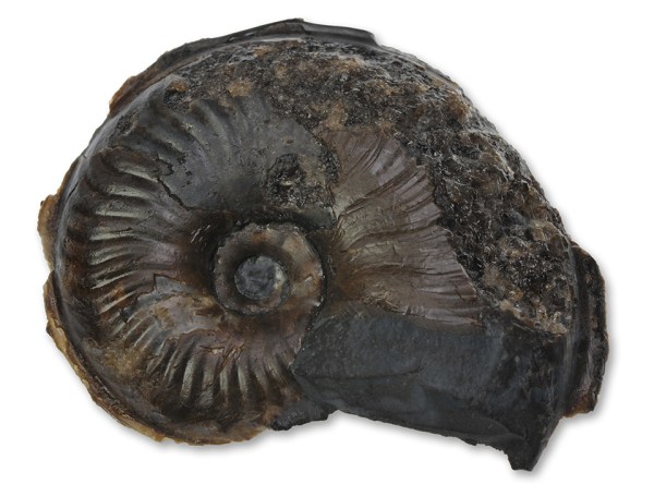 Tiltoniceras antiquum (WRIGHT, 1882), 4.5 cm diameter