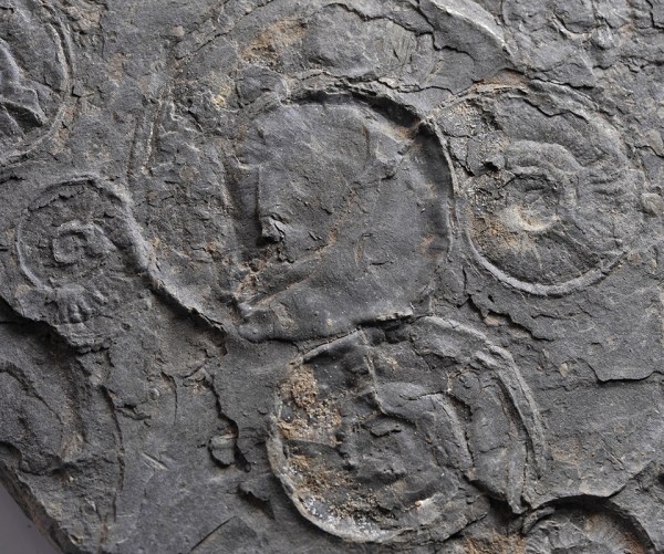 Bed with crushed Tiltoniceras antiquum, diameter of largest ammonite 4.5 cm
