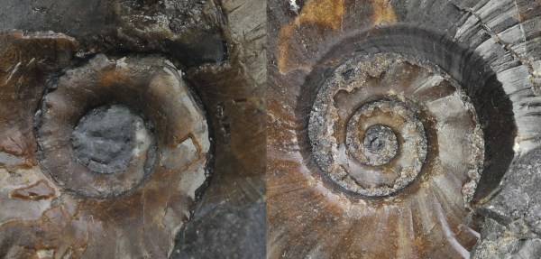 Comparison of umbilicus of approximately same sized Tiltoniceras (left) and Eleganticeras (right)