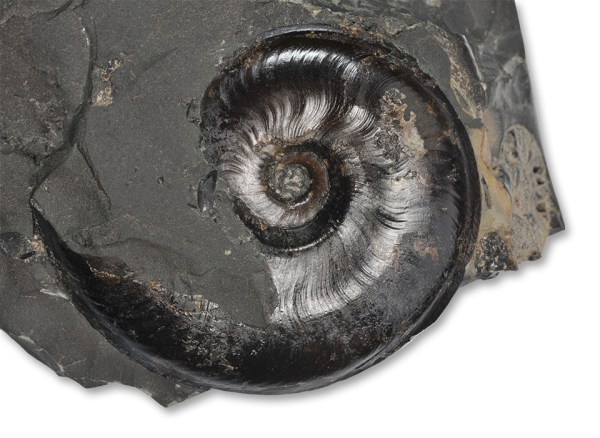 A 6 cm Eleganticeras elegantulum with a characteristically v-shaped cut in the shell of the body chamber