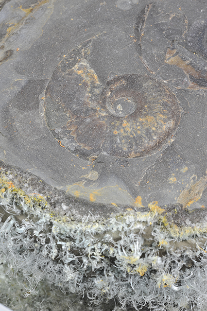 Nothing lasts forever - the pyrite skin of a Cannonball nodule with heavy pyrite rot