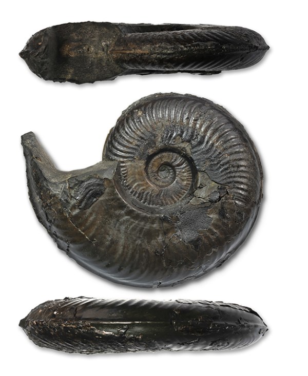 Aperture, front and keel view for macroconch of Eleganticeras elegantulum (YOUNG & BIRD, 1822). At 10.5 cm this is close to the average size for macroconches. The ribbing is relatively strong on this specimen, it came from a large Cannonball nodule at Hawsker Bottoms.