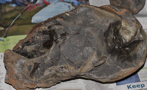 A 30 x 15 cm Cannonball nodule as found