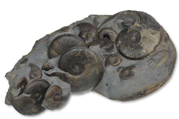 The same nodule masterfully prepared by Mike Marshall containing 16 ammonites between 2 and 10 cm.