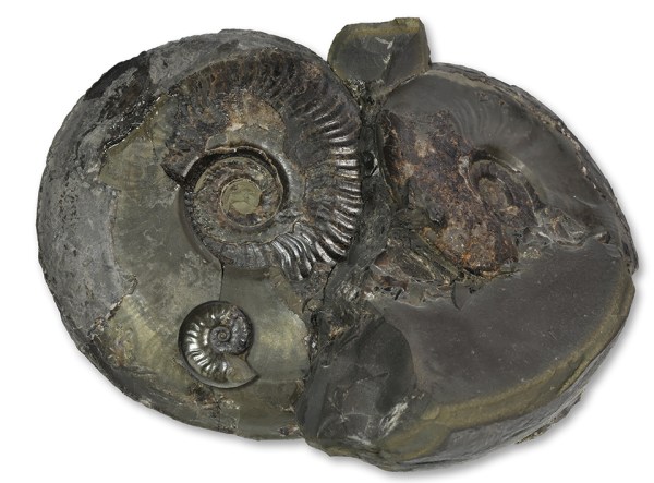 A size comparison between a 140 mm macroconch and a 30 mm microconch (positioned for this photograph on the body chamber of the macroconch) of Eleganticeras elegantulum.