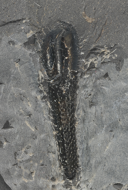 The 40 mm long claw of the lobster Uncina posidoniae QUENSTEDT from a Cannonball nodule