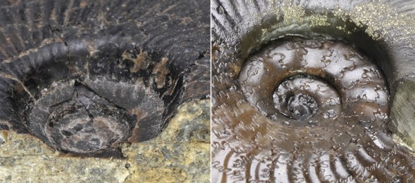 Comparison of Cleviceras elegans (left) with beveled umbilical walls and Cleviceras exaratum (right) with undercut umbilical walls.
