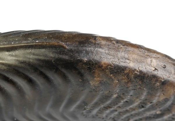Keel of Cleviceras exaratum : The keel has an extra floor on the chambered part of the shell, and the calcite keel easily gets lost during preparation. Also visible here : The last chamber before the body chamber is smaller, indicating an adult shell (in this case microconch).