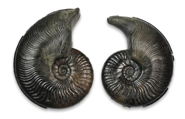 Cleviceras exaratum, two 4.5 and 5 cm microconches