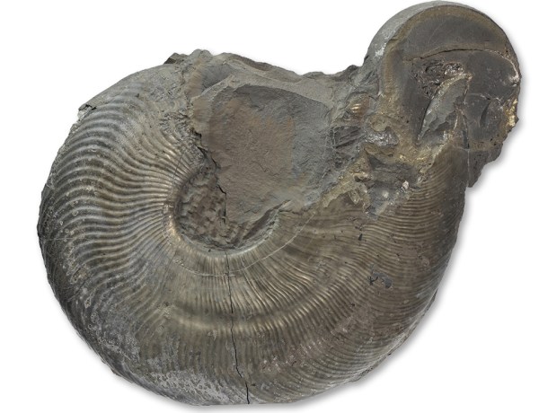 Cleviceras exaratum, body chamber of a macroconch, 18 cm