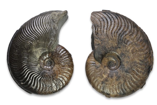 Comparison between Cleviceras exaratum (left, mature microconch) and Cleviceras elegans (partial macroconch), both 5 cm.