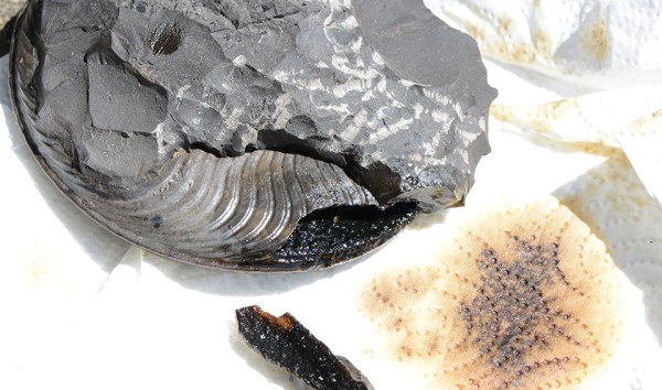 Oil from a hollow chamber of Cleviceras exaratum