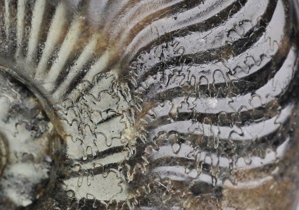 Approximation of sutures before the body chamber, indicating a mature shell, in this case a microconch of Cleviceras exaratum. The effect is especially visible at the umbilical edge.