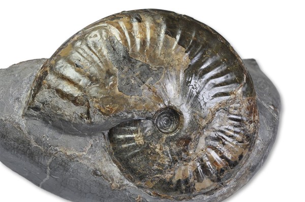 Pseudolioceras boulbiense, 7 cm