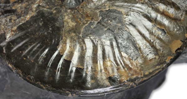 Pseudolioceras boulbiense, ribs do not visibly swing forward at venter