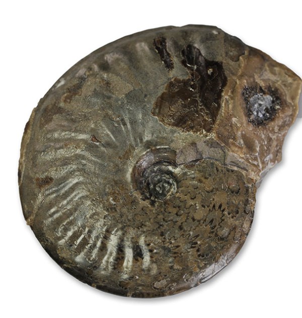 Pseudolioceras boulbiense, 4 cm, showing beveled umbilical wall and suture