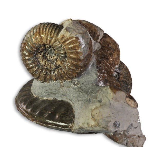 Pseudolioceras boulbiense loves company : Small Nodicoeloceras (2 cm) sitting on top of 5.5 cm P. boulbiense + severall small Pseudolioceras