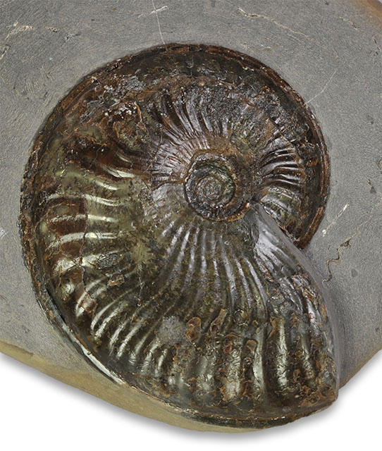 Pseudolioceras lythense, 7.5 cm, phragmocone only