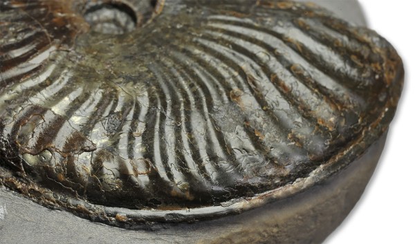 Pseudolioceras lythense, showing ribs swinging forward at the venter