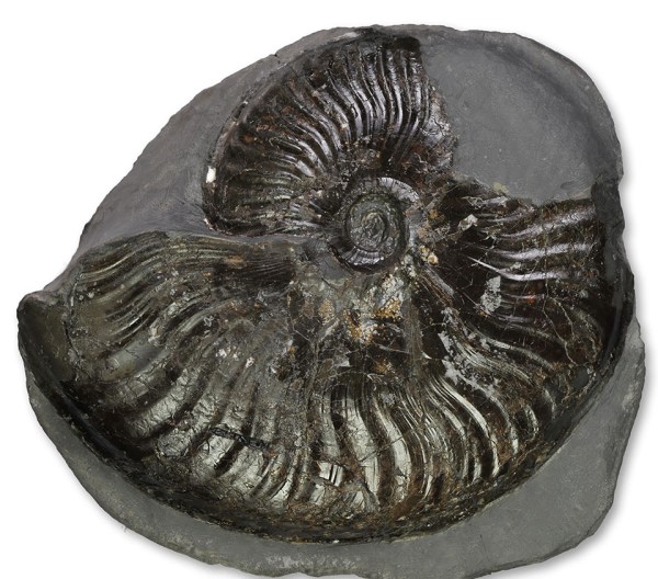 Pseudolioceras lythense, 10.5 cm, with mostly intact body chamber