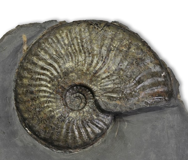 Pseudolioceras lythense, 7.5 cm, extra wide umbilicus, probably fibulatum subzone