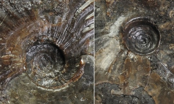 Comparison of umbilici for P. lythense (left) and P. boulbiense (right)