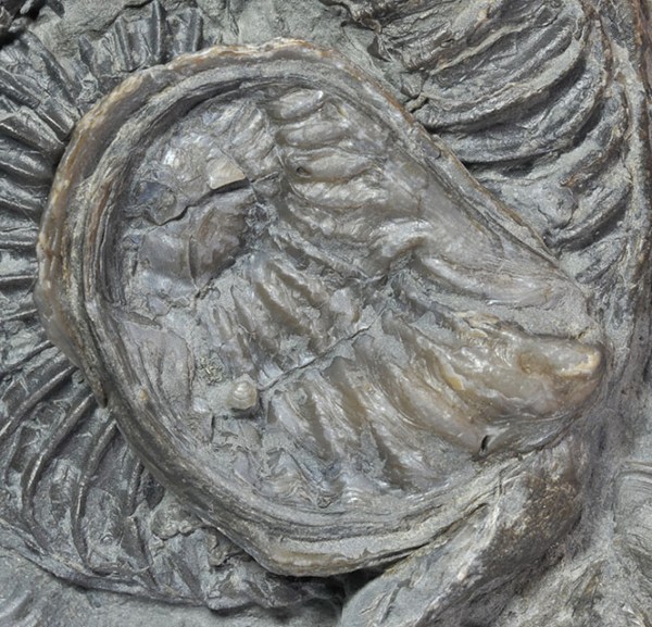 Xenomorphic oyster on a crushed Arietites - detail of the oyster