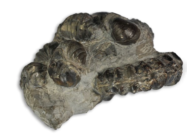 Oysters on brachiopods on Androgynoceras - width of specimen 6 cm