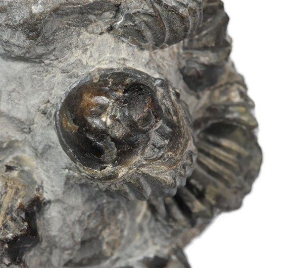 Detail of xenomorphic oyster on brachiopod - with ribbing of the brachiopod replicated on oyster