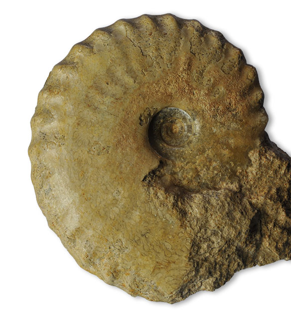 Tragophylloceras ibex - 6 cm, Fresney-le-Puceux/France